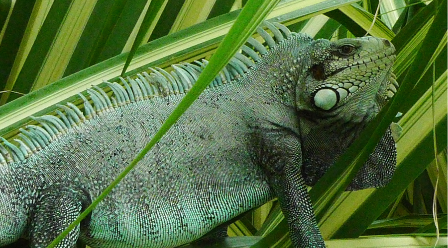 Climat et Biodiversité