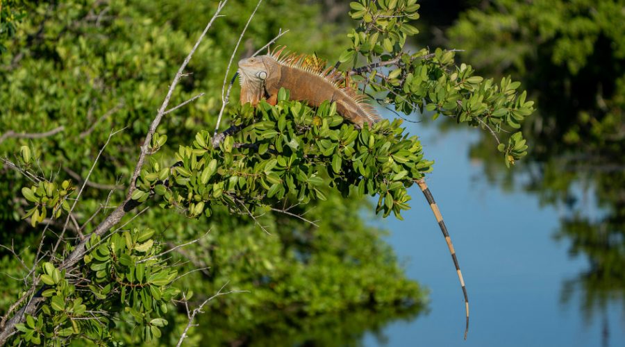 Climat et Biodiversité